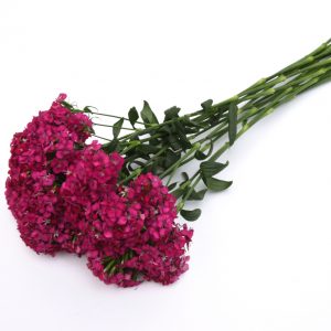 Dianthus flowerseeds wholesaler