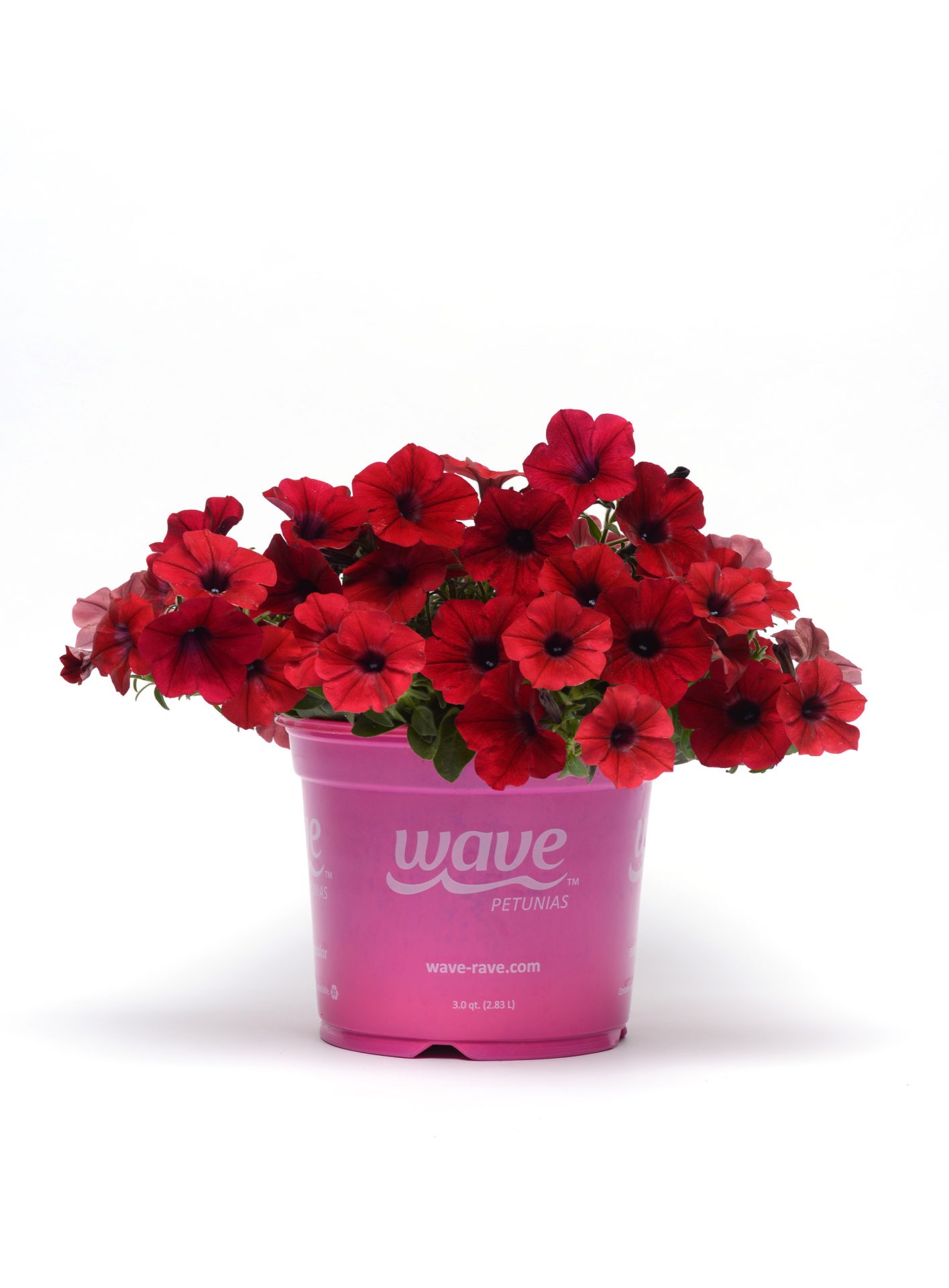 Petunia hybrida Tidal Wave Red Velour - Image 2