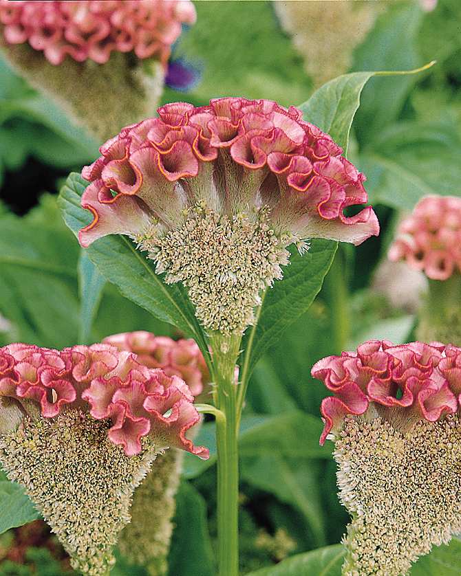 CELOSIA cristata BOMBAY PINK - Muller Seeds