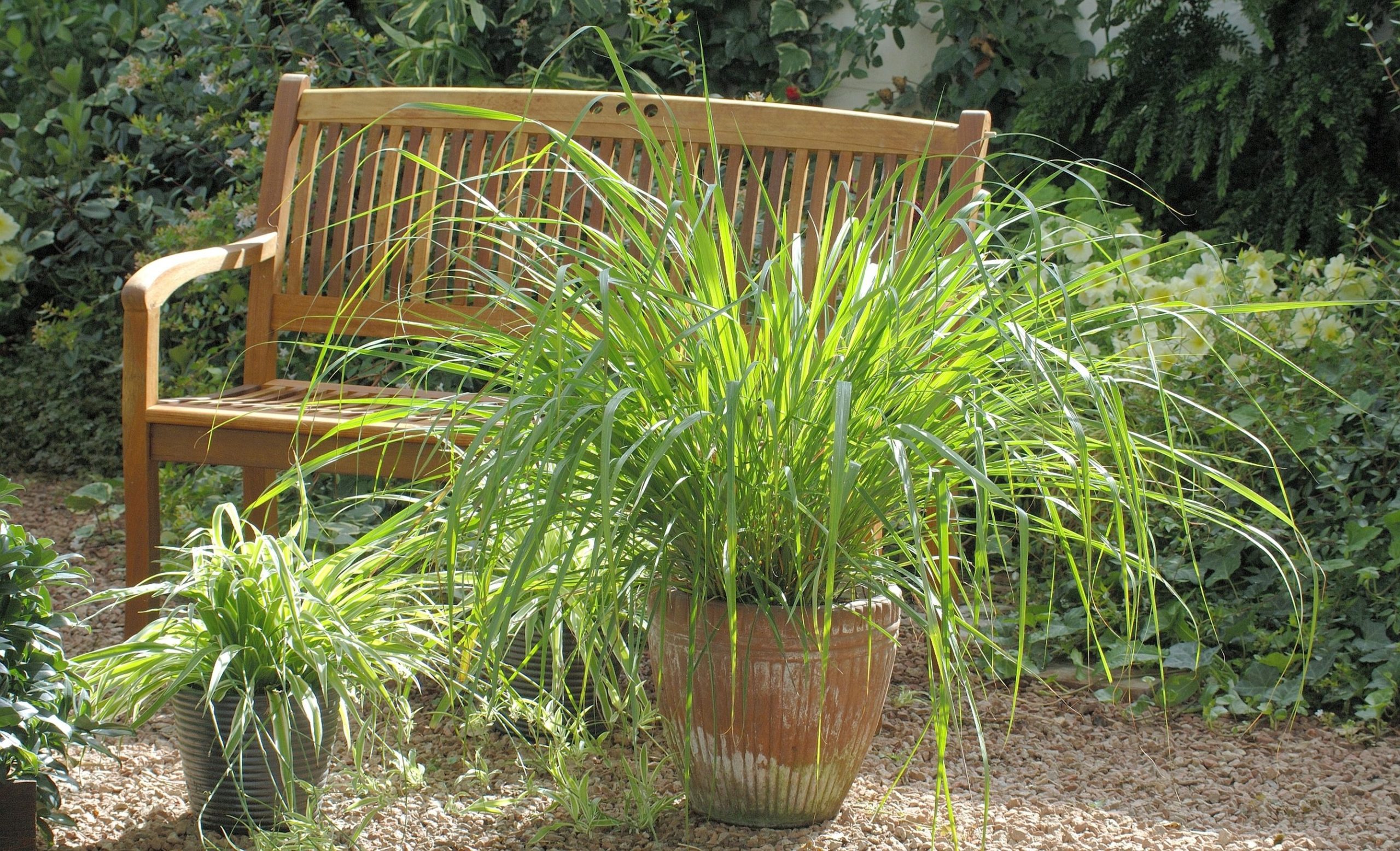 1000Pcs Lemongrass Seeds Cymbopogon Flexuosus Plant Garden Balcony Home Decor 