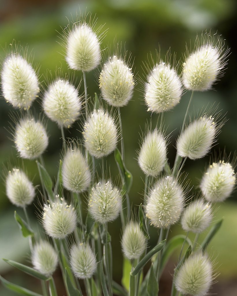 Grass Bunny Tails-Lagurus ovatus Mr Fothergill's 13624 Flower Seeds 
