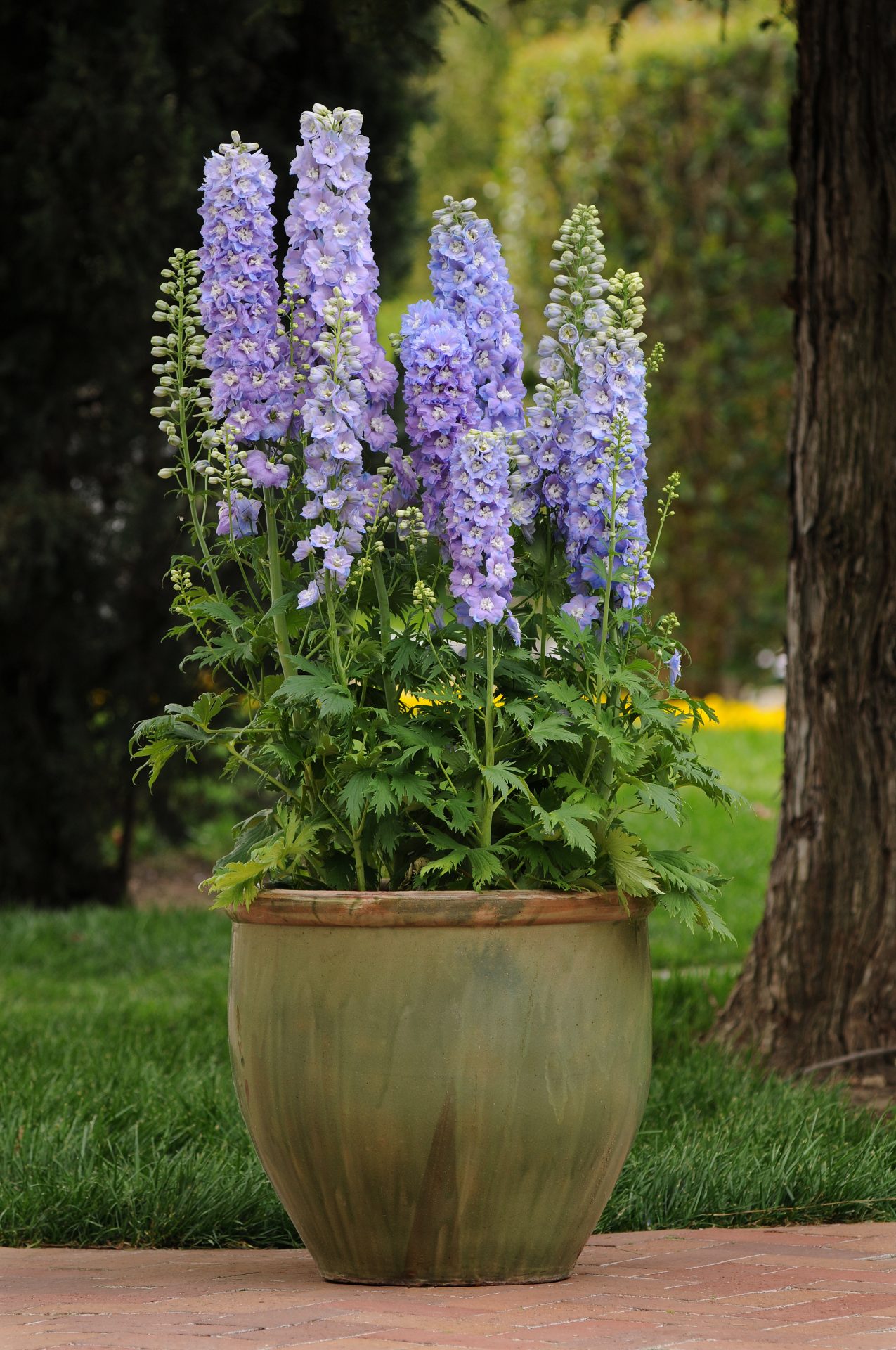 Delphinium elatum Guardian Lavender - Image 3
