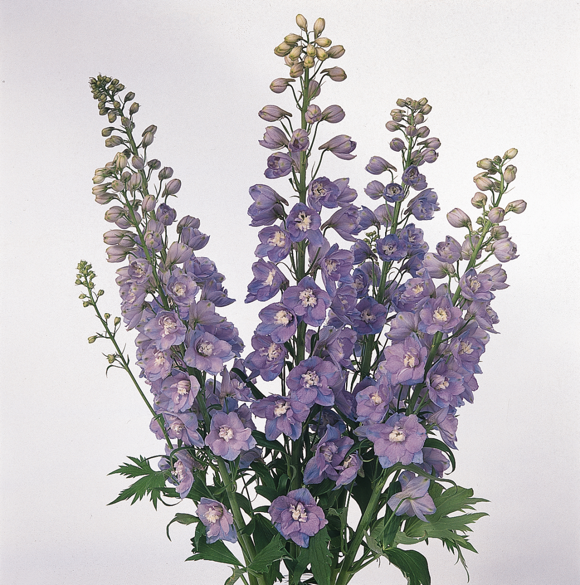 Delphinium elatum Guardian Lavender - Image 4