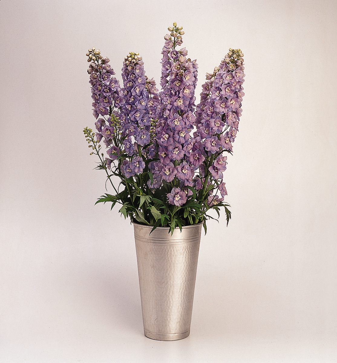 Delphinium elatum Guardian Lavender - Image 5