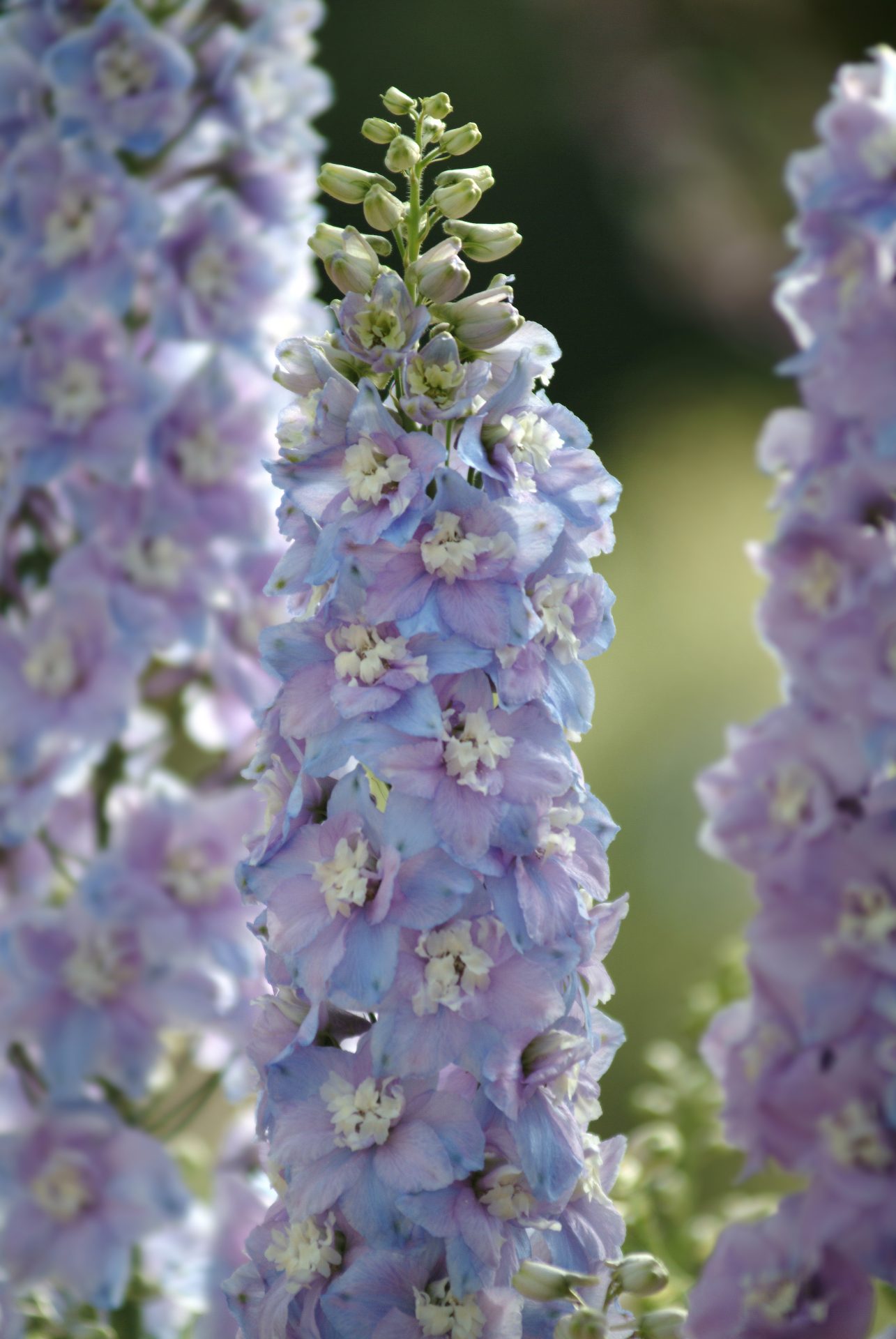 Delphinium elatum Guardian Lavender