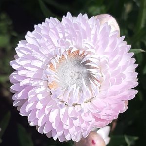 Helichrysum King Size Silvery Rose