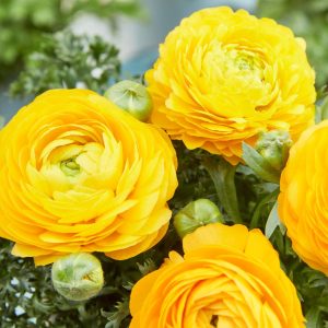 Ranunculus asiaticus Maché Yellow